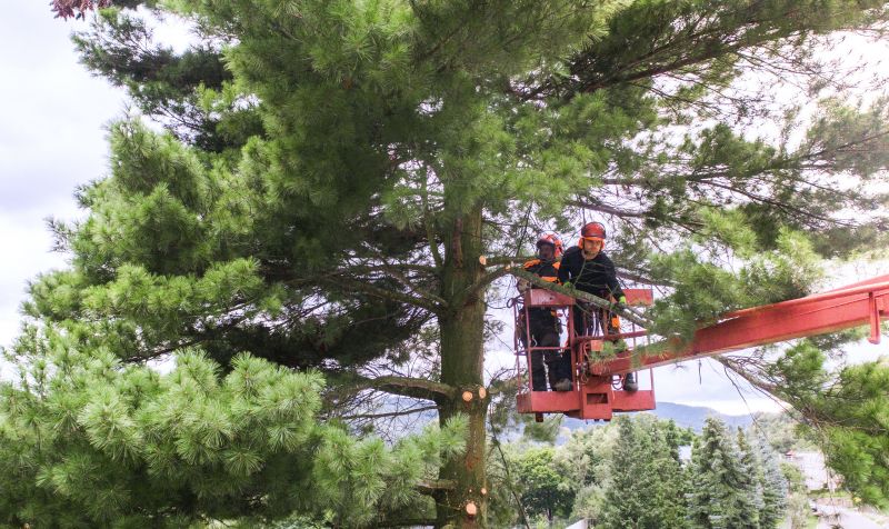 Arborist Tree Service