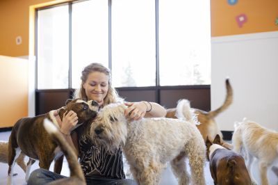 Dog enjoying morning walk