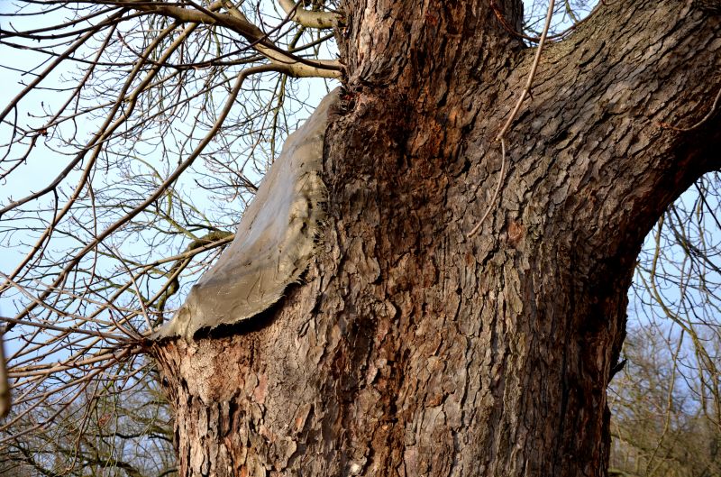 Cost of Bark Delivery — Cost of Bark Delivery