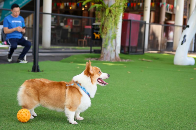 Pet Concierge Services